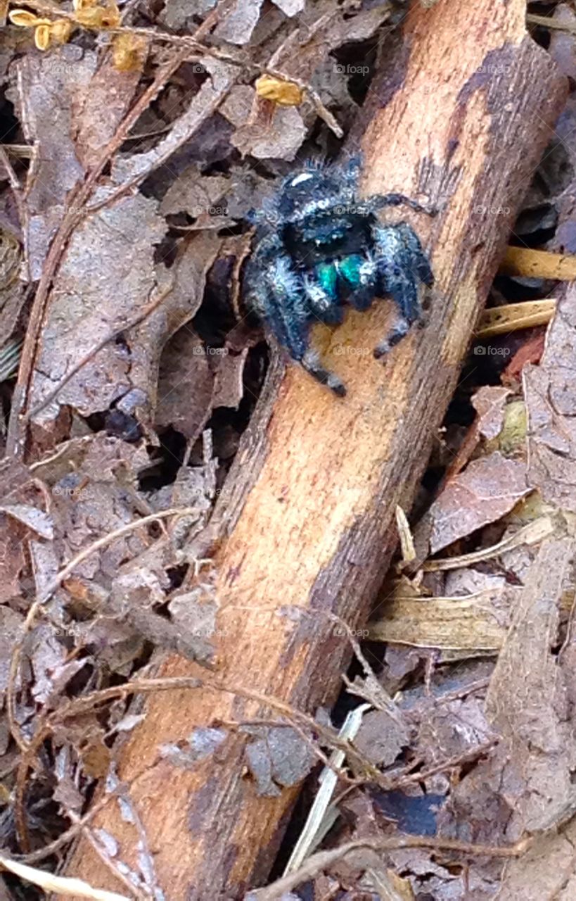 Bold Jumping Spider