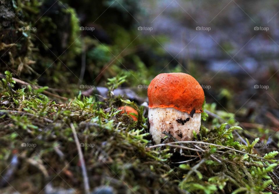 Mushroom in the forest