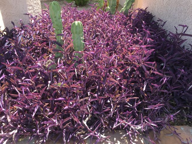 Purple desert plant. 