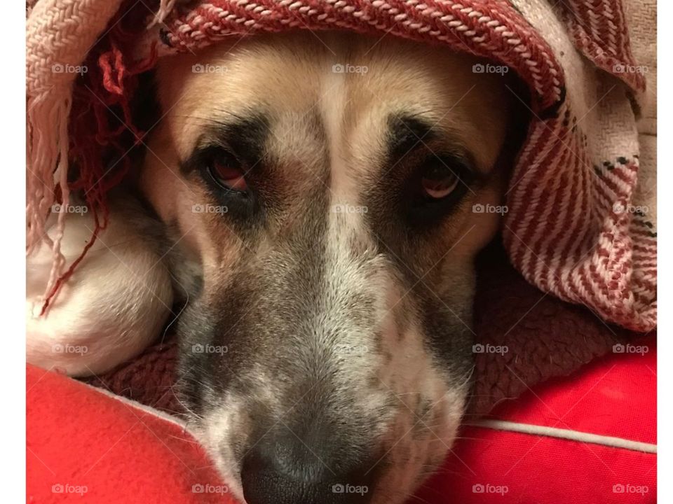 My lazy dog trying to take a nap.