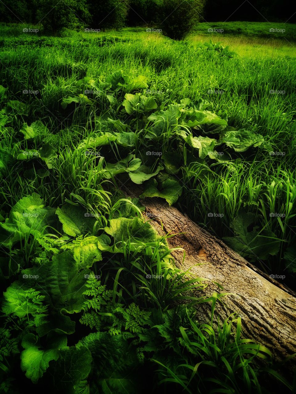 Forest day outdoor nature greens wild forest greens