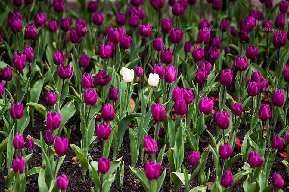 tulip fields