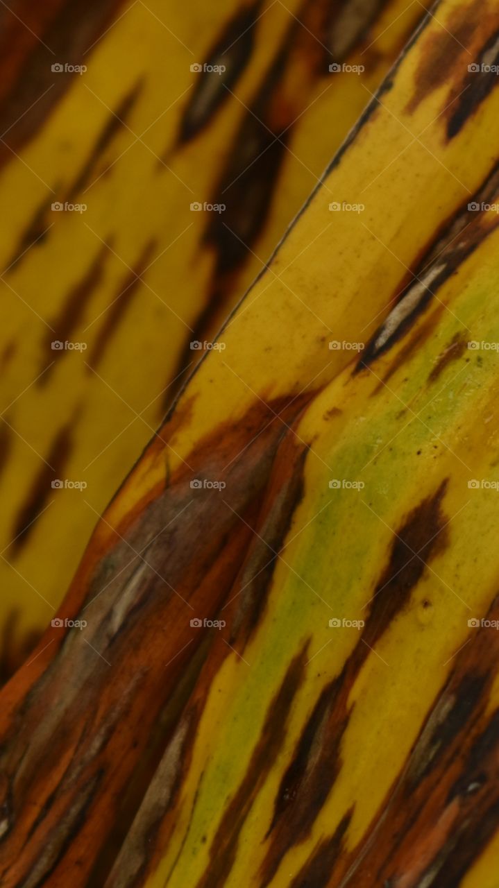 Beautiful pattern due to the disease  Sigatoka of Banana.