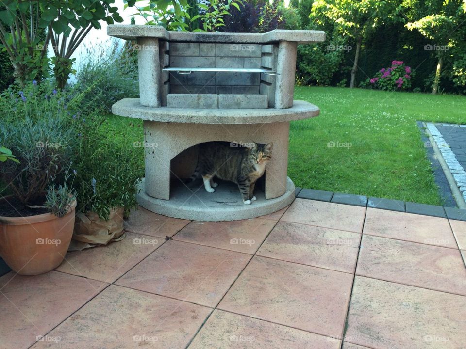 Steingrill mit Katze