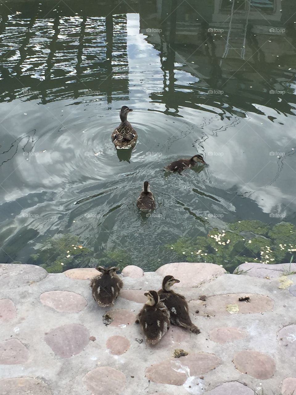 Mommy Duck & Ducklings. @chelseamerkleyphotos Copyright © CM Photography May 2019.