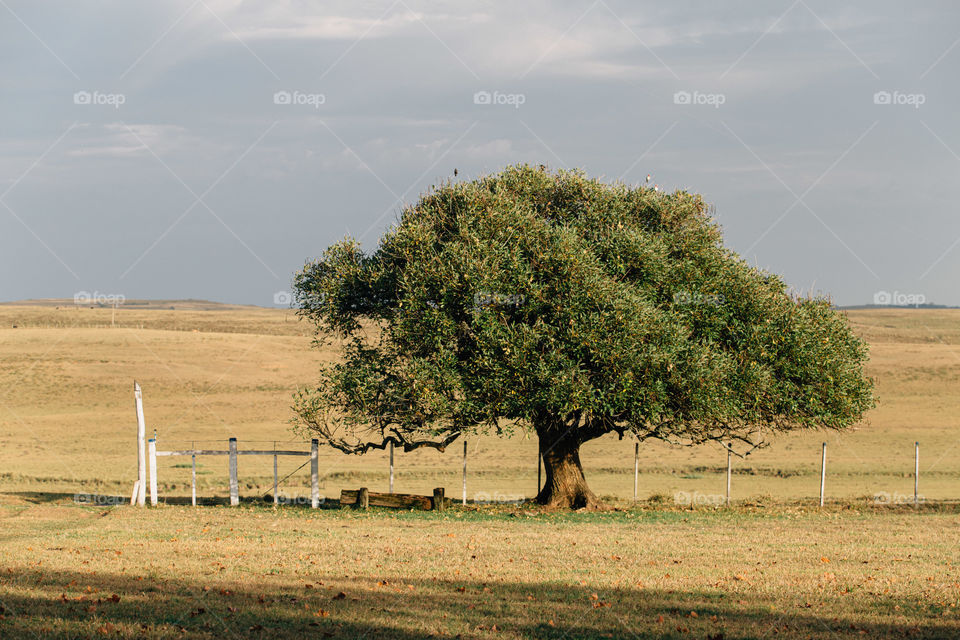 Tree in fields