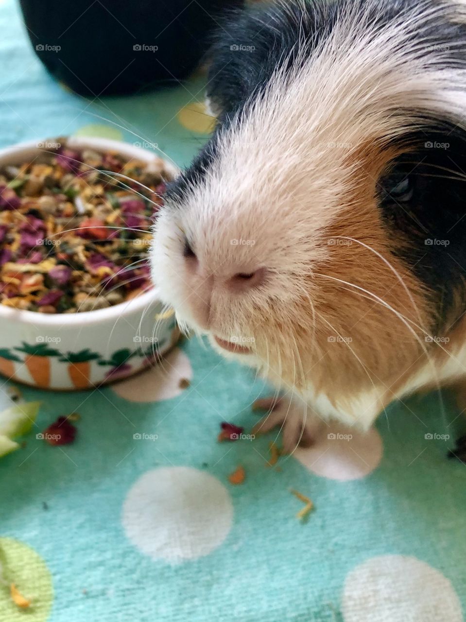 Jonathan my guinea pig 