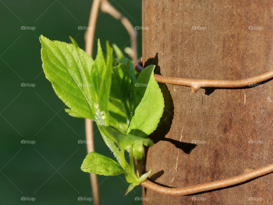 Close up of kiwi plant