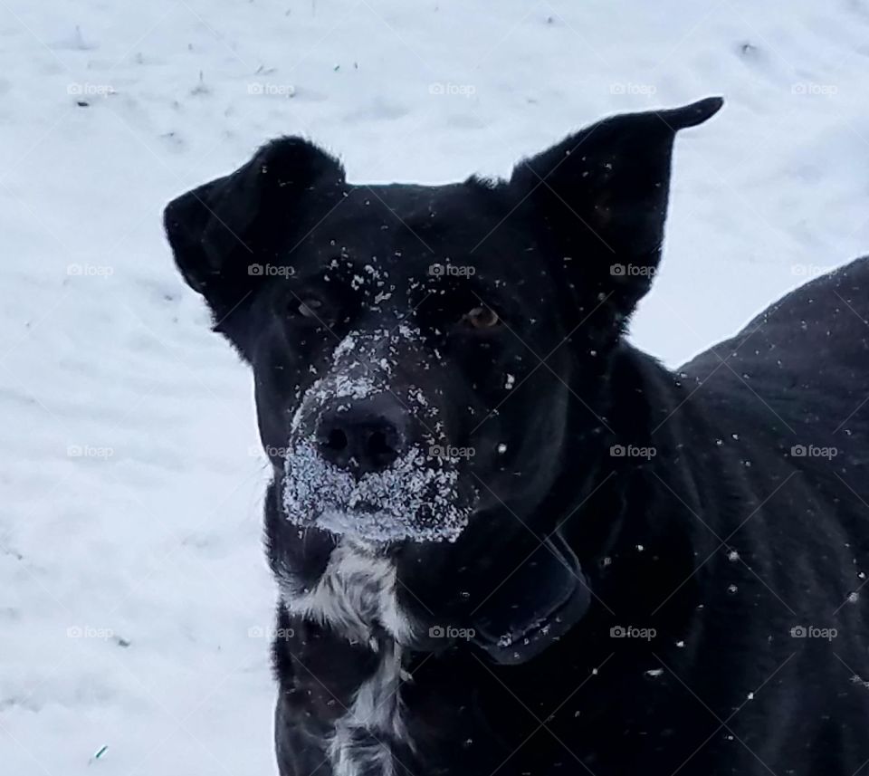 With the fresh snowfall, our black lab mix dog plays like a puppy. In the white snow, it is easy to see her outside late in the evening.