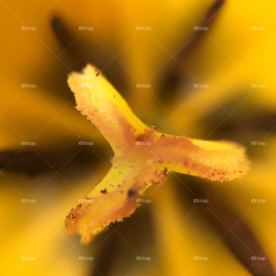 No Person, Blur, Flower, Nature, Dof