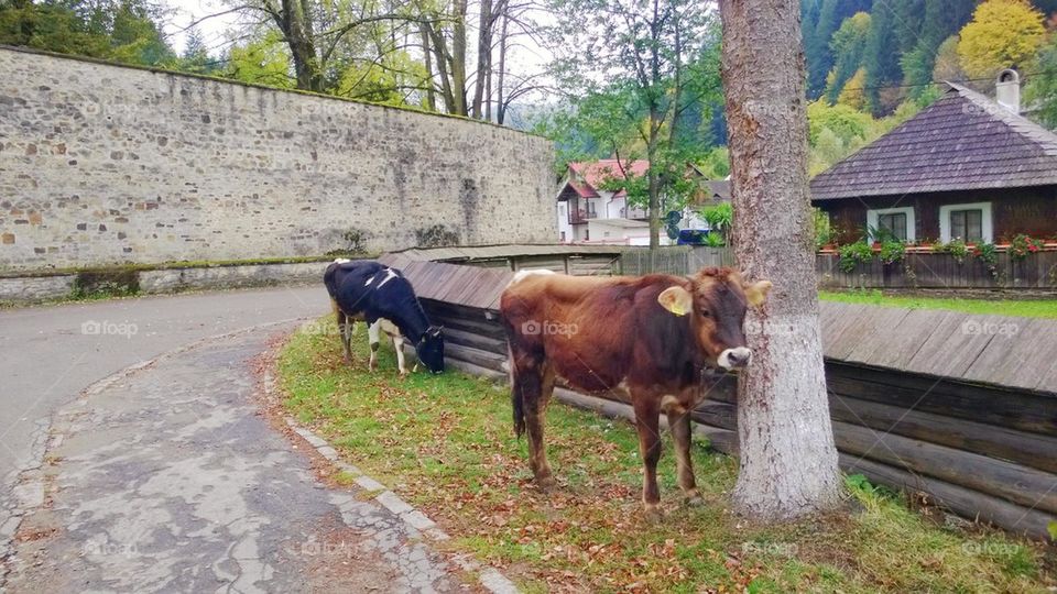 cow,