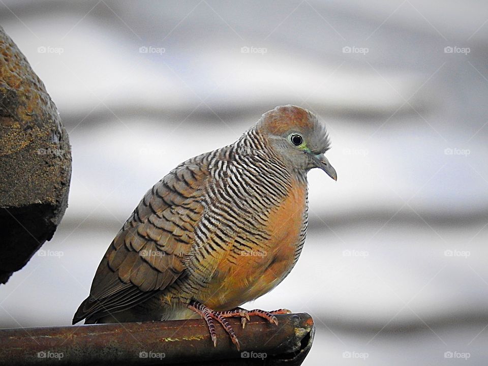 Bird-Zebra Dove