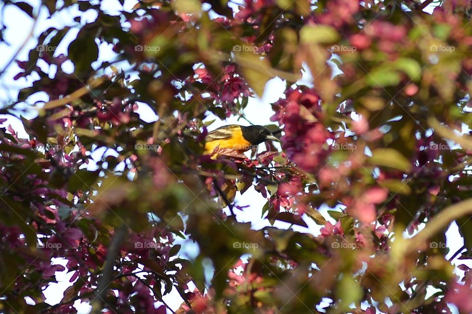 Bird in Crabapple Tree