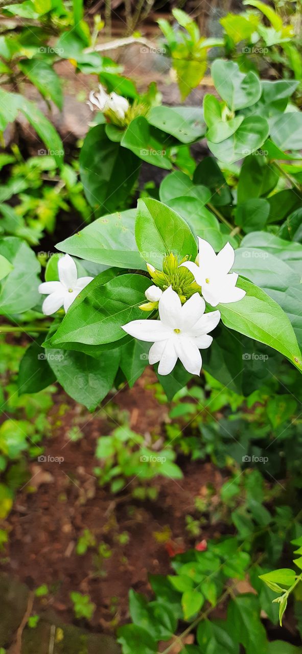 Beautiful White Flower #Natural Content #Foap