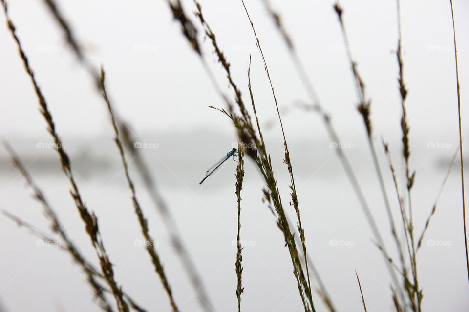 dragonfly hanging on