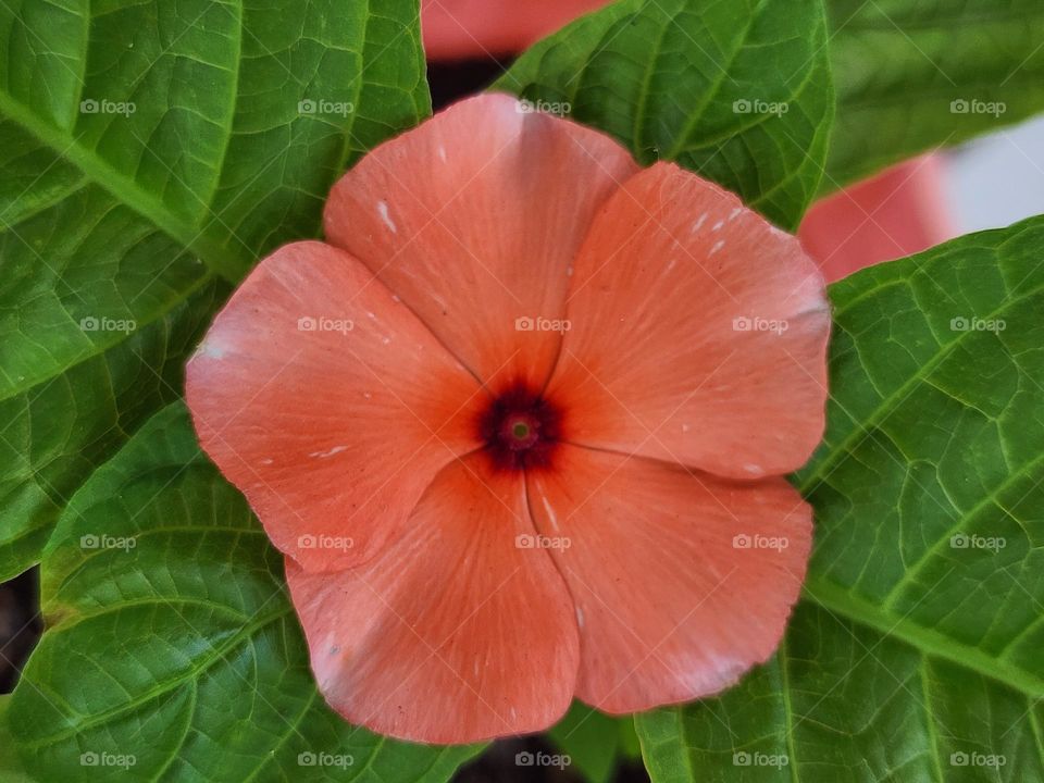 5 sided vinca peach