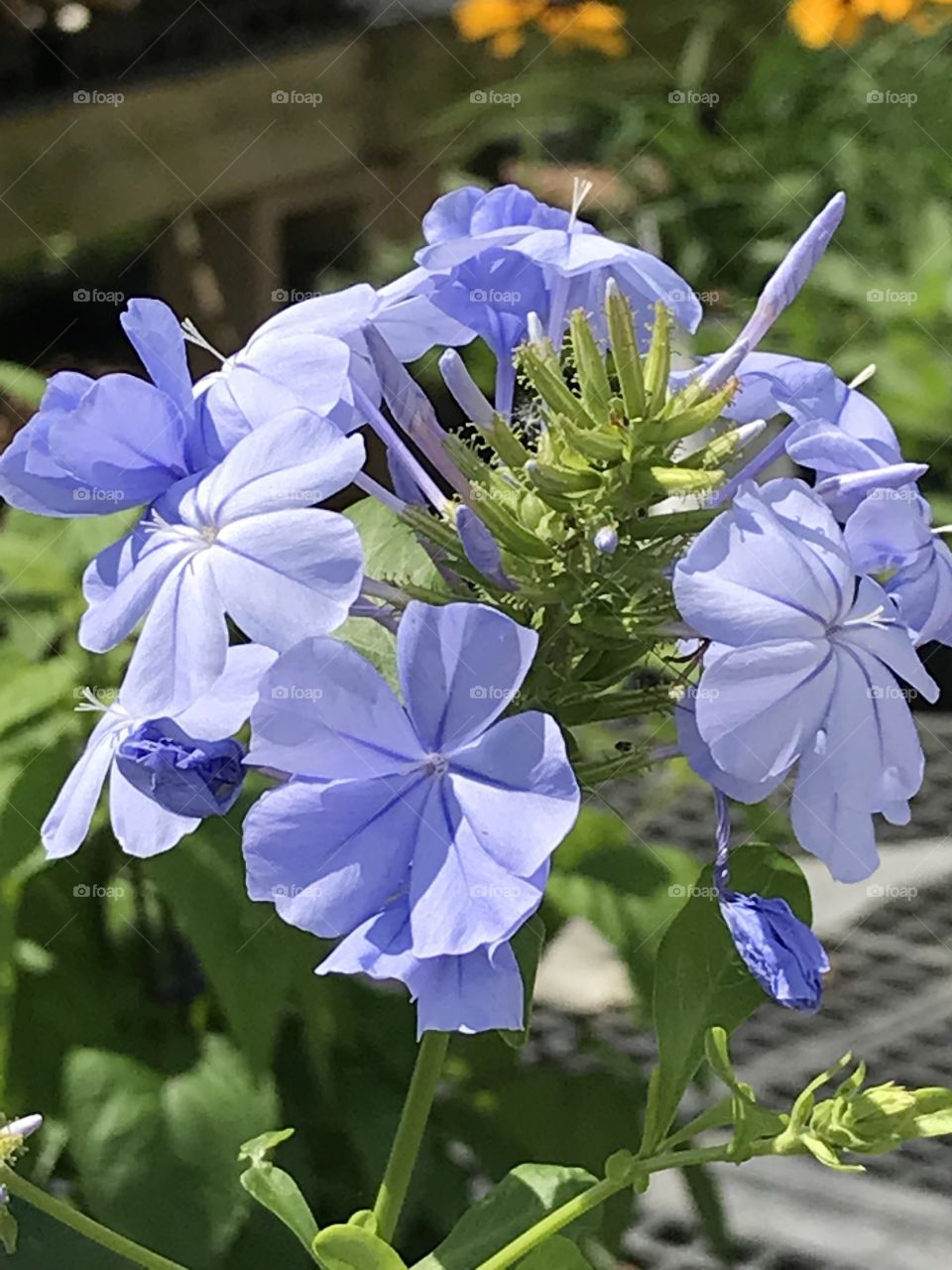 Purplish blue flower cluster