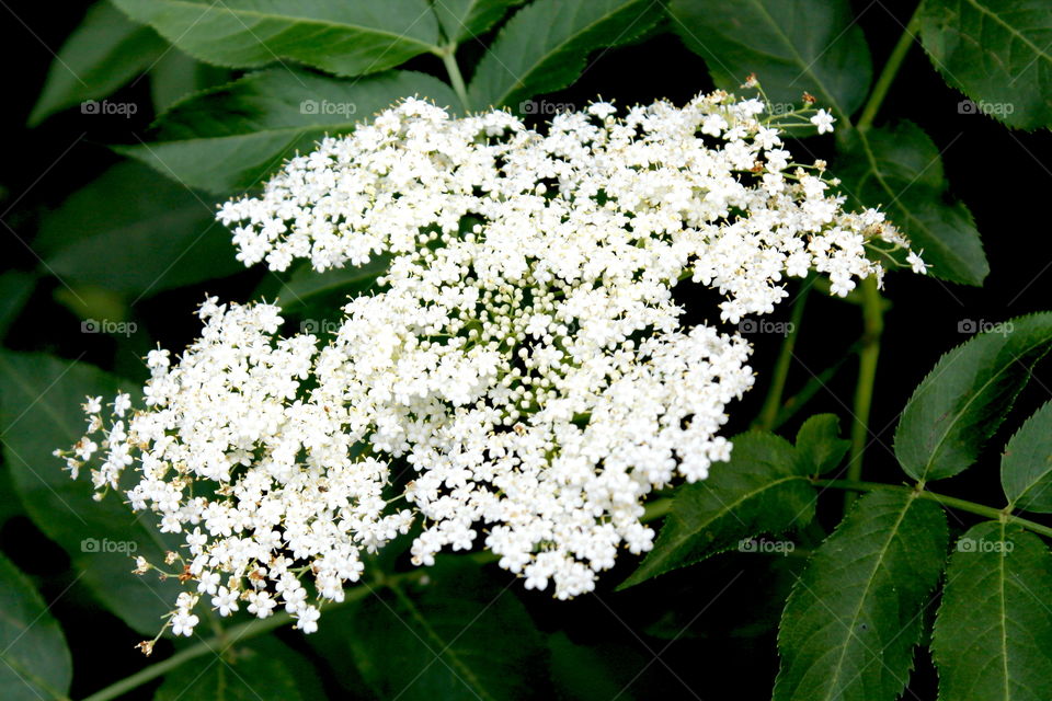 Bundle of little white flowers