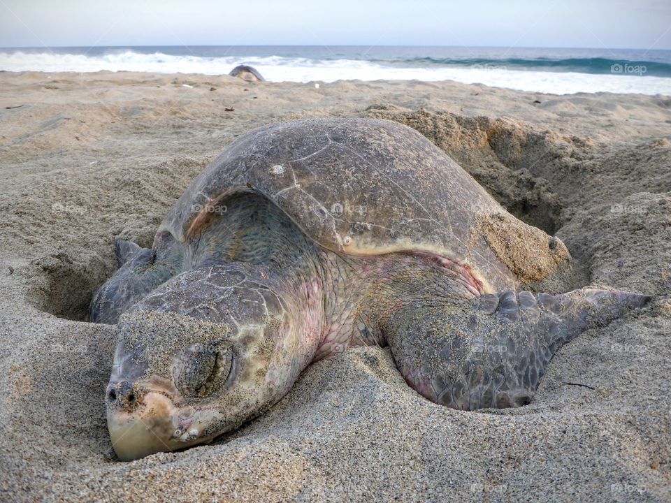 Resting turtle