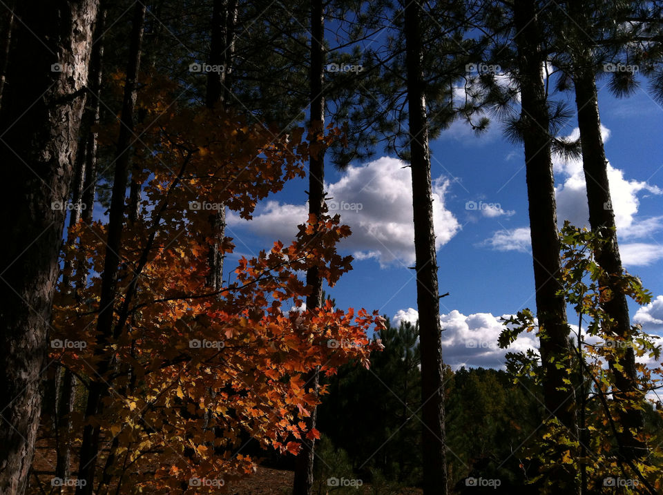 sky clouds trees leaves by peacephotos