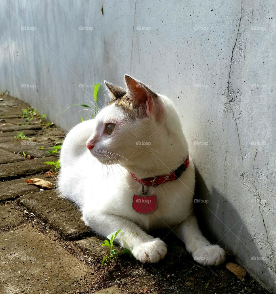 Cat next to the wall