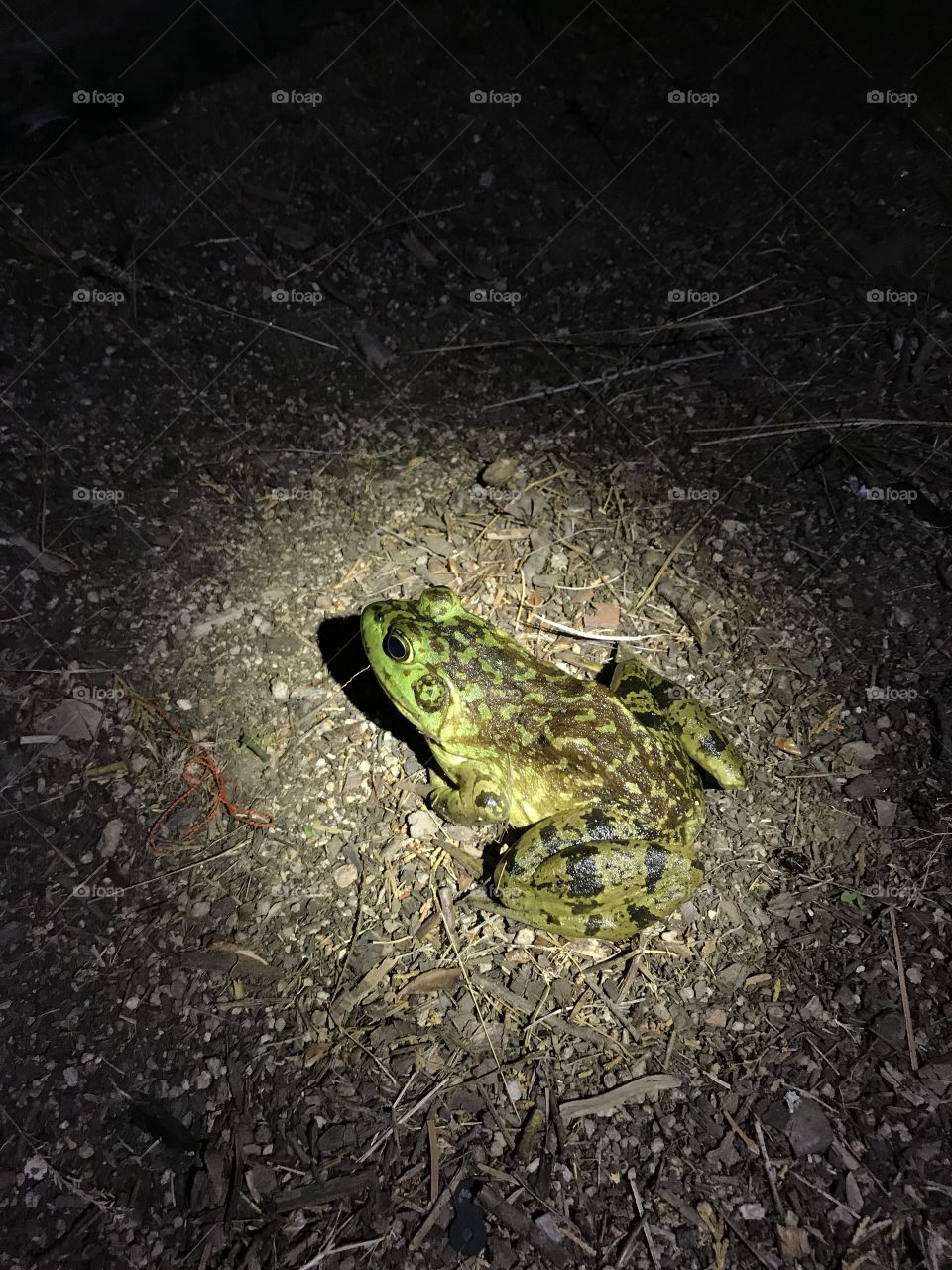 Frog? Toad? I don’t know, I’m no expert.