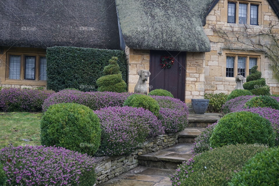 Pretty Winter Heather in a Cotswold garden 