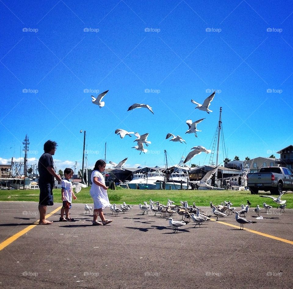 Lunchtime for the Gulls