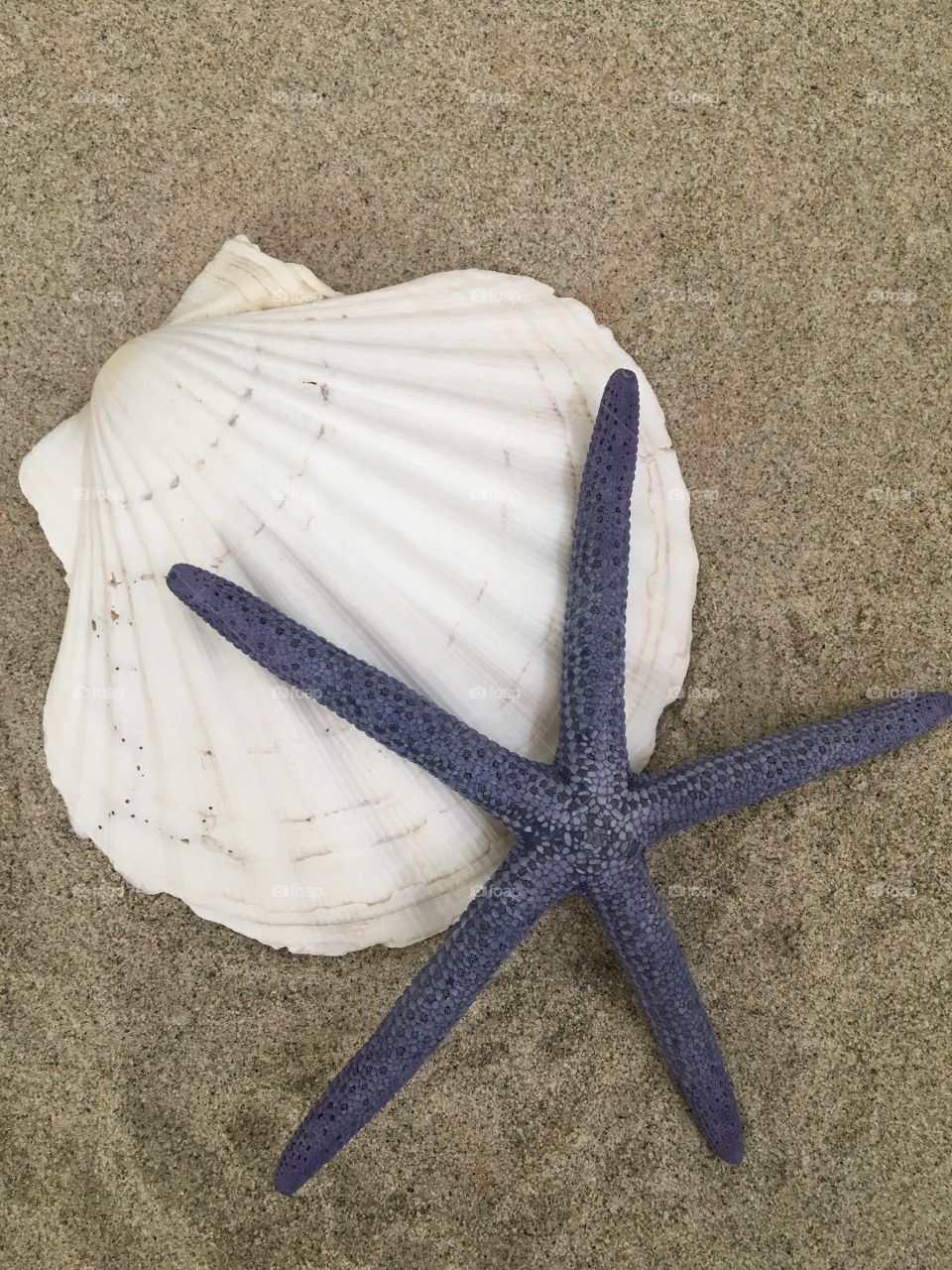 High angel view of seashell and starfish