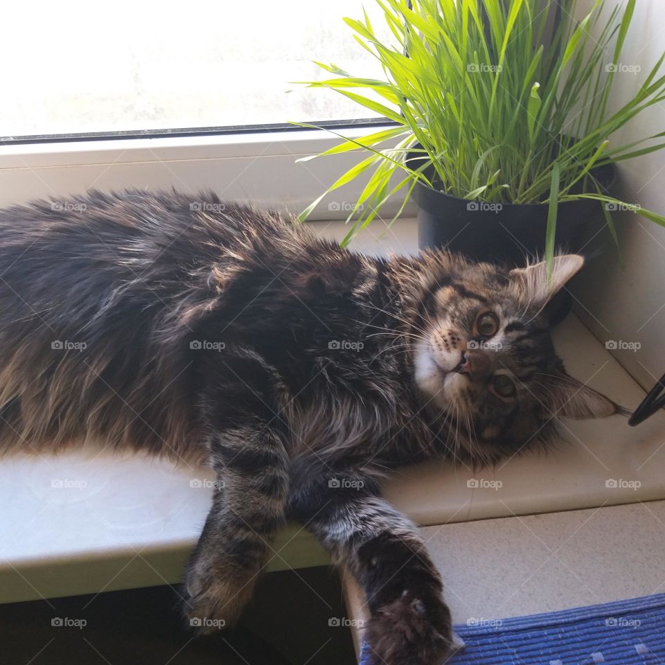 main coon Artas