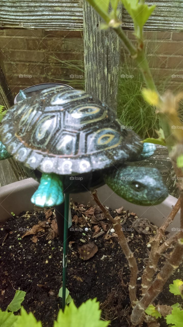 garden turtle