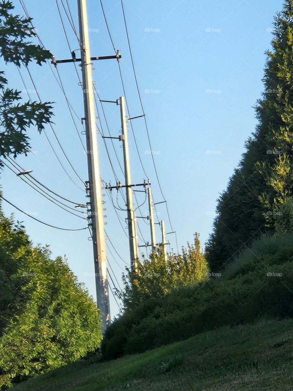 row of metal telephone poles and green trees in Oregon on a clear day