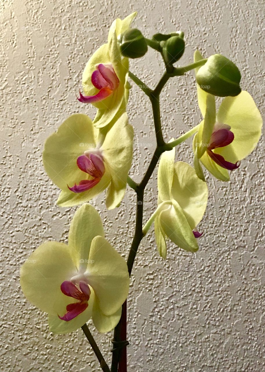Orchid 