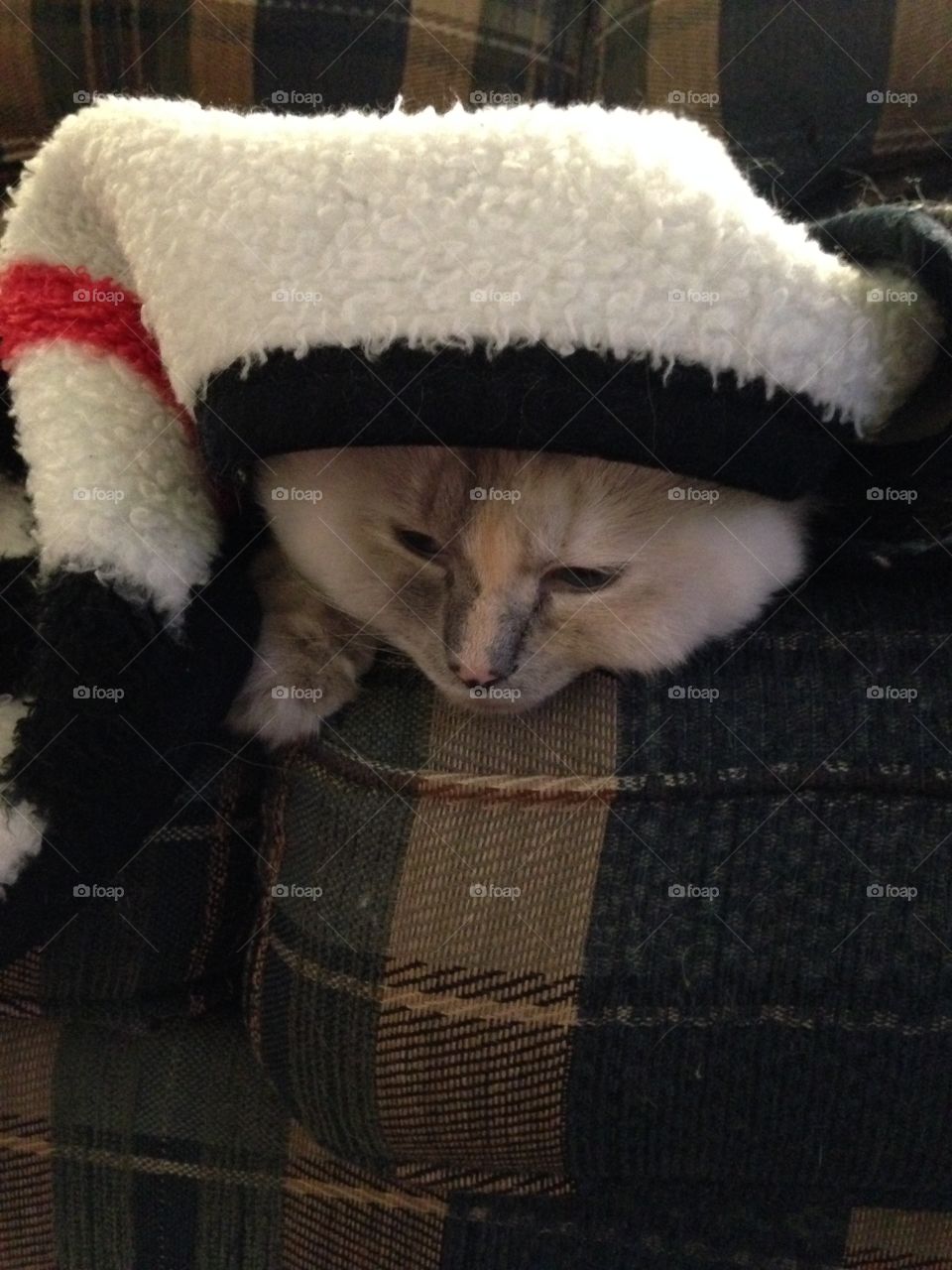 Cat under a blanket