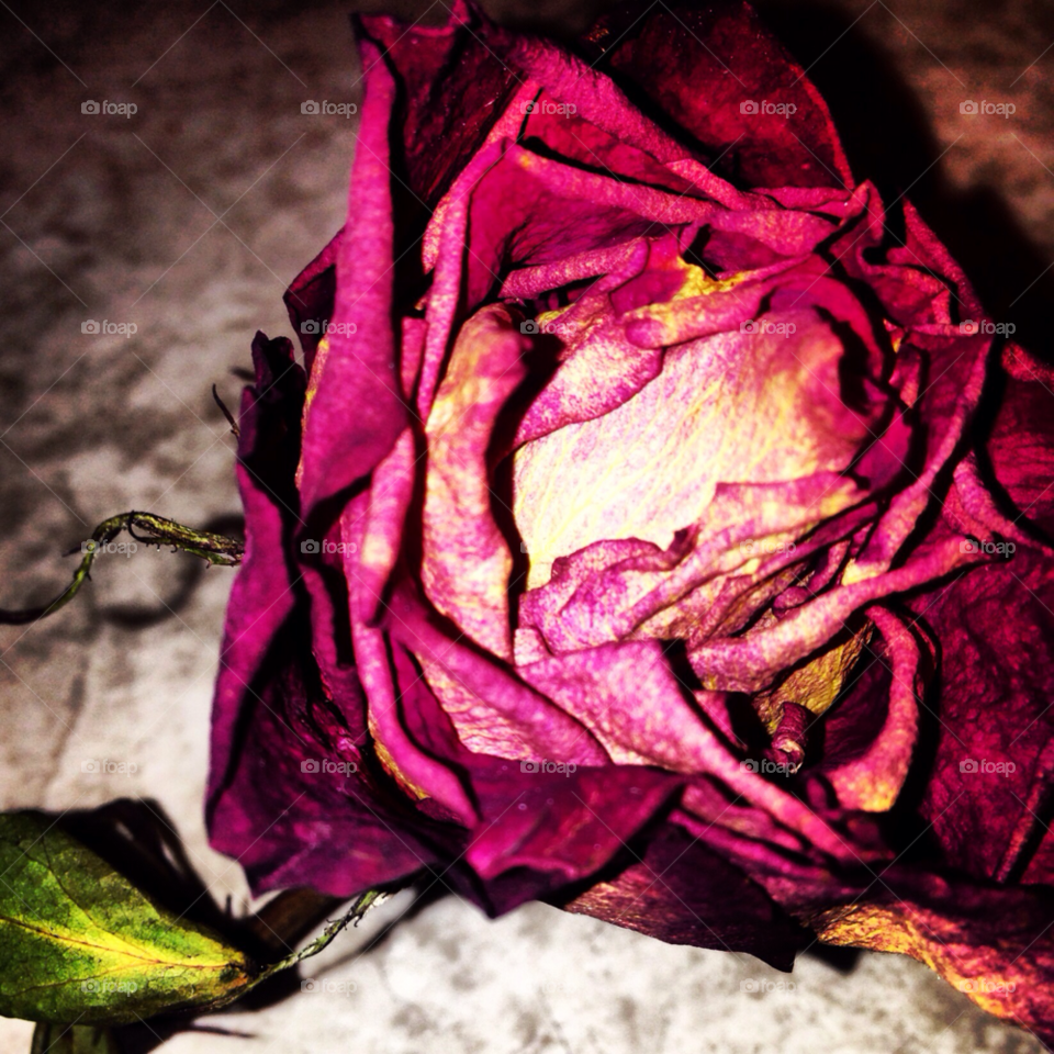 Rose, Love, Flower, Romance, Art