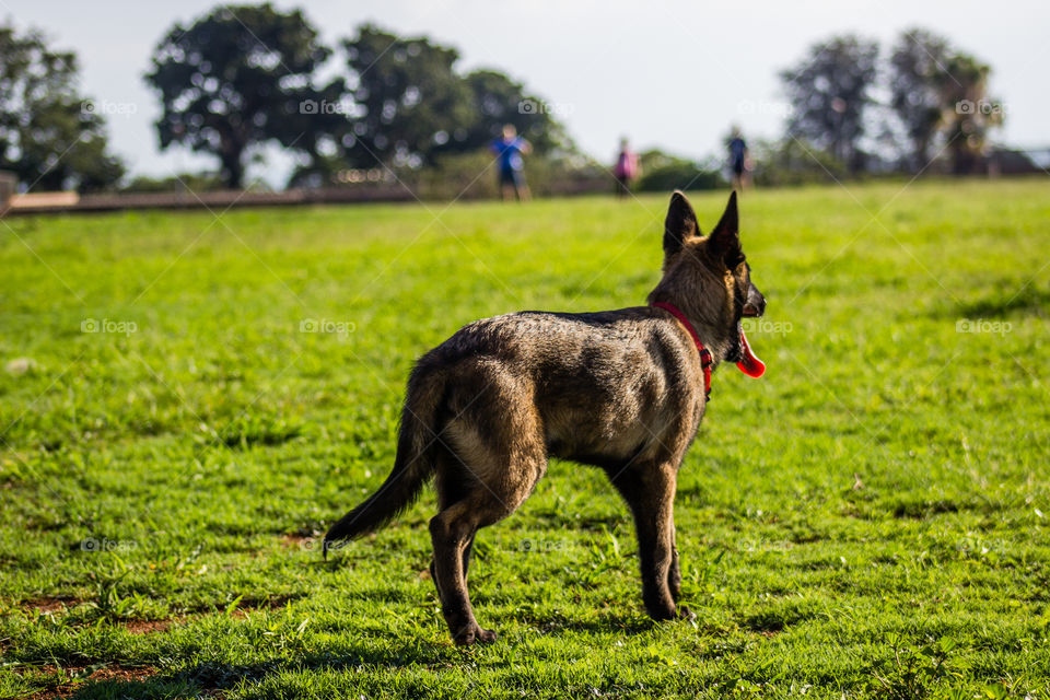 Malinois puppy looking for his owner
