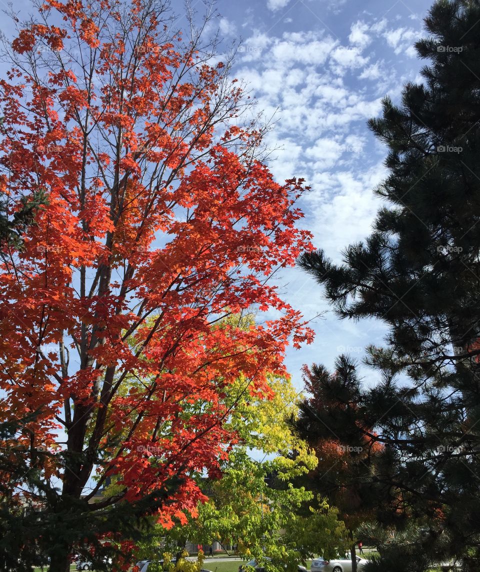 Fall colours 