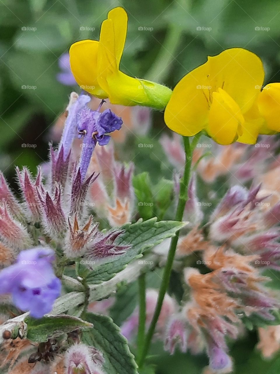 blue and yellow meadow  flowers