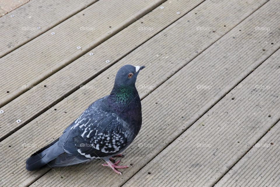 A pigeon stands on a wooden decking pathway in London U.K. 