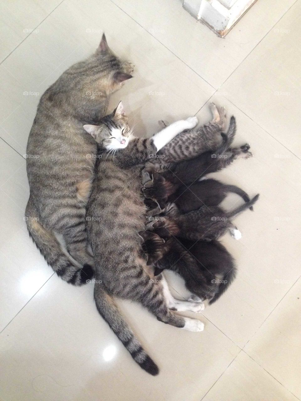 Lovely cat family