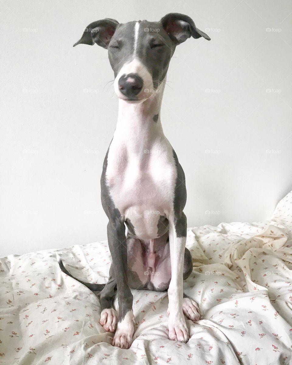 Italian greyhound 