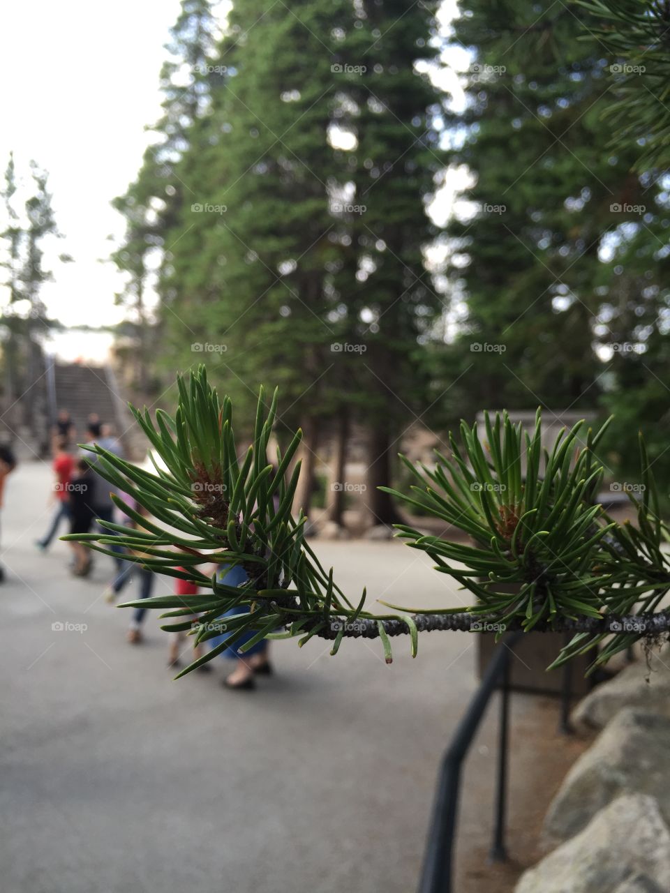 Pine perspective 