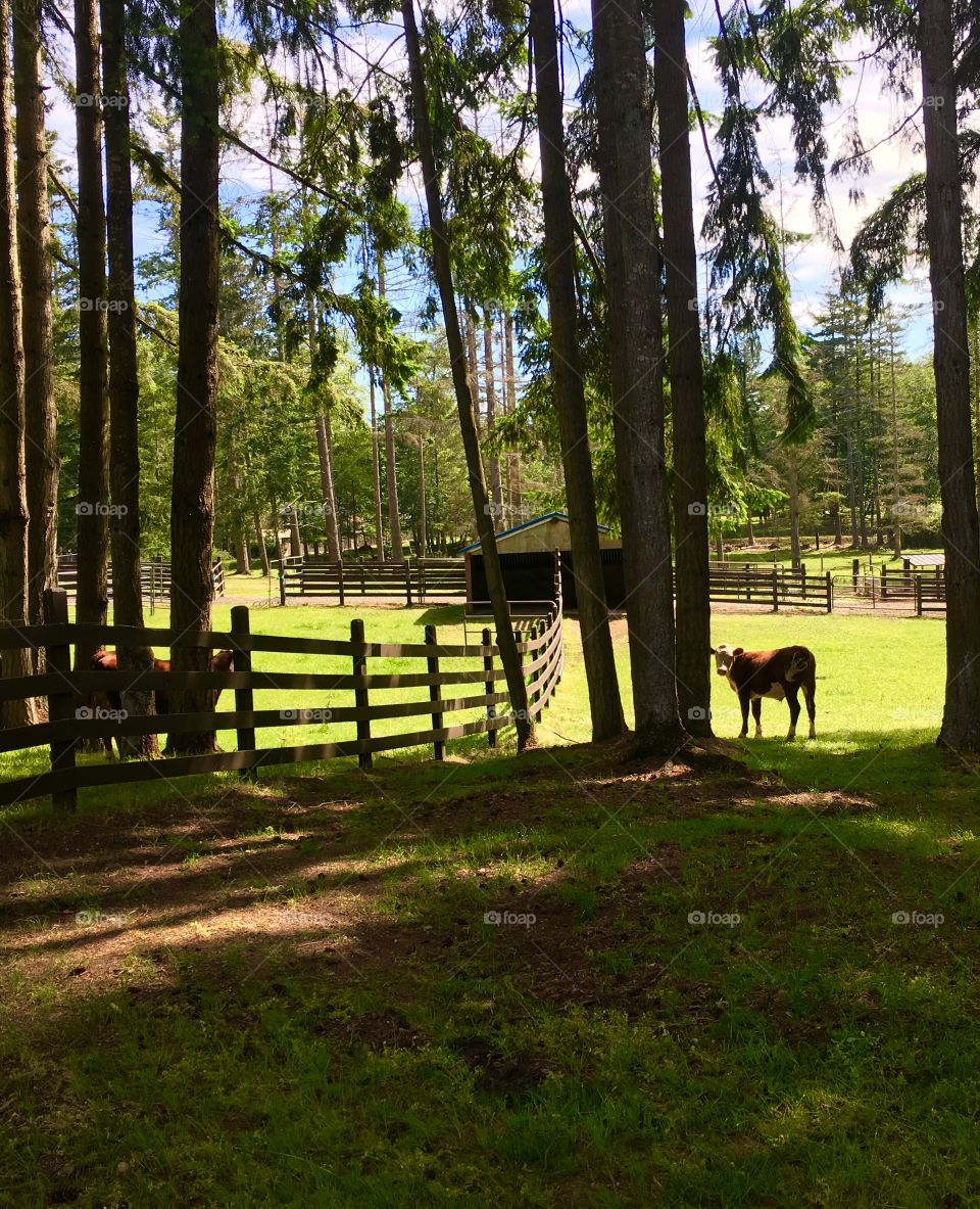 Serene Farm