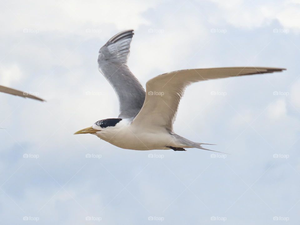 Bird flying