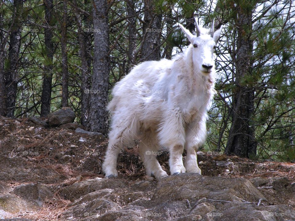 Mountain goat 