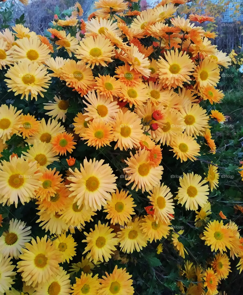 chrysanthemum