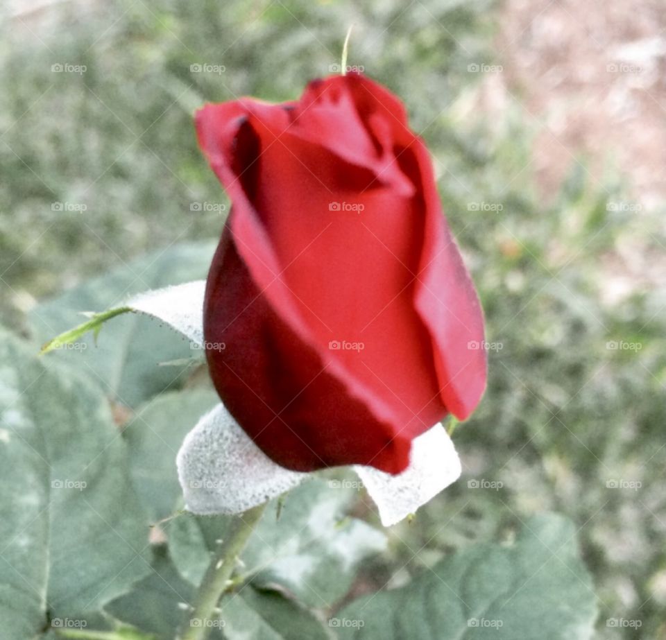 🌹 🇺🇸 Very beautiful flowers to brighten our day.  Live nature and its beauty. Did you like the delicate petals? / 🇧🇷 Flores muito bonitas para alegrar nosso dia. Viva a natureza e sua beleza. Gostaram das pétalas delicadas? 