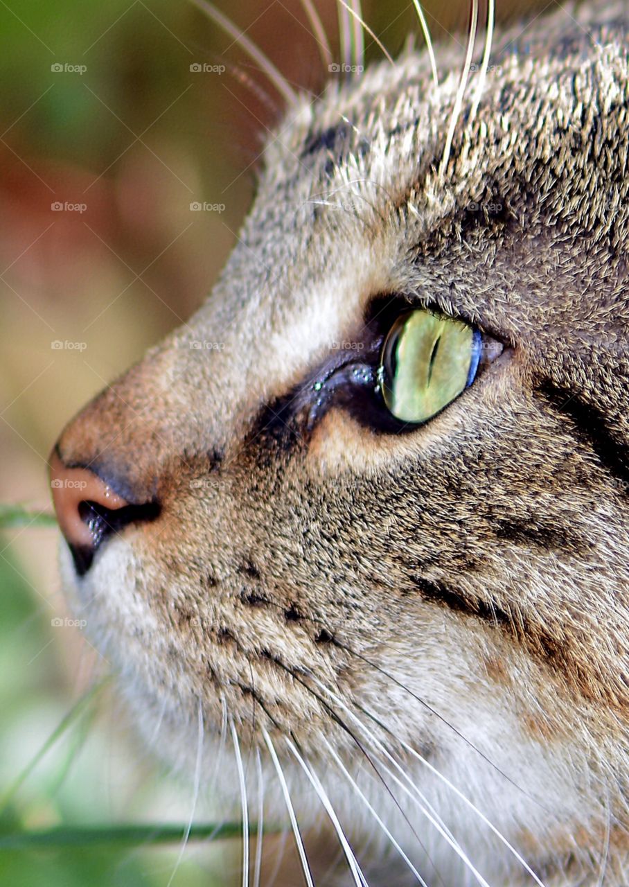 Tabby cat closeup 