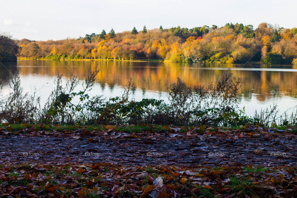 Forest across the lake