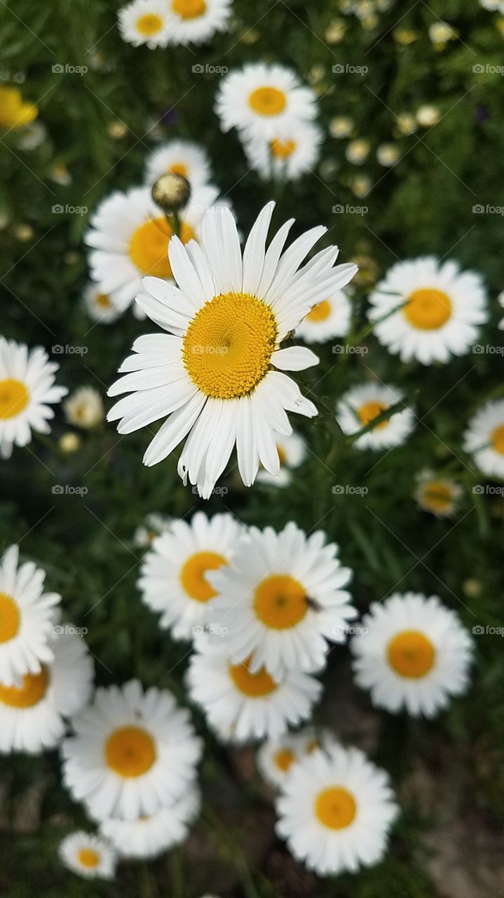 Cheery Daisies